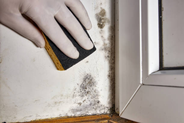 Best Mold Damage Restoration  in Pecatonica, IL